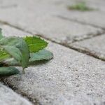 How to Make All-Natural Weedkiller. It's Super Easy and Better Than Roundup!