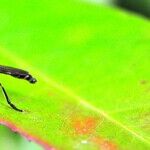 7 Ways to Wage War Against Mosquitoes -- and Win!