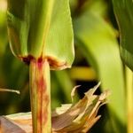 The Best Sweet Corn Tricks Ever Plus More Great Reader Tips