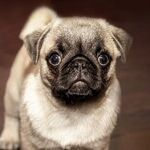 Great Reader Tips: Dog Treats, Earring Fix, Recycled Vinegar, Dog Hair Magnet and Lots More