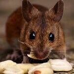 A Mouse in the House, Sheets on the Beds and Early on the Credit Card Payment