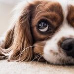 How to Buy Carpet: What You Need to Know to Make the Perfect Decision