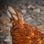 Chicken Labeling at the Supermarket: Prepare to Be Surprised