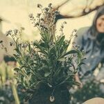 Grow Your Own Food -- 1 Square Foot at a Time