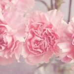 This Is How to Make Cut Flowers Last Twice as Long
