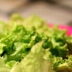 What to Do With Leftover Green Salad (Don't Throw it Out!)