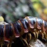Get Rid of Bugs and Crawling Insects Fast and Easy Without Poisons