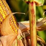 4 Absolutely Brilliant Ways to Cook Corn on the Cob