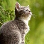 Reader Dilemmas: From Cat Odors to Moving in With Mom and Dad