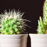 7 Common Houseplants That Are Pet-Friendly and Low-Maintenance