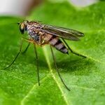 9 Ways to Wage War Against Mosquitoes -- and Win!