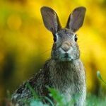 How to Get Rid of Rabbits Ruining Your Lawn and Garden