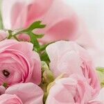 The Case of the Frugal Florist