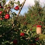 5 Easy Ways to Keep Cats out of Your Yard and Garden