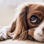 Smart Ways to Save Money on Pet Care