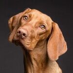 9 Ways to Cut Pet Care Costs