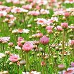 Cheapskate Gardening Tips and Tricks