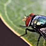 7 Ways to Get Rid of Flies in the House