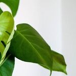 7 Pleasantly Surprising Reasons to Decorate with Houseplants