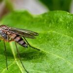 7 Ways to Wage War Against Mosquitoes -- and Win!