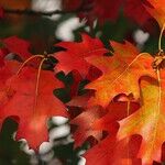 October Is the Best Time to Buy These Things