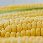 The Best Sweet Corn Tricks Ever Plus More Great Reader Tips