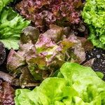 The Best Reason Not to Buy Pre-Washed Salad in a Bag