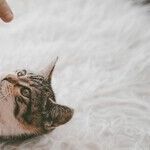 A Machine That Gets Pet and Human Hair Out of Carpet Like Magic