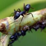 10 Ways to Get Rid of Ants Using Ordinary Stuff In Your Pantry