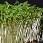 Secrets for How to Grow An Edible Garden Just About Anywhere