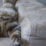 Would You Rather Haul a $750 Sofa to the Dump or Spend $50 to Fix It?