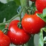 Homegrown Tomatoes: $37 Each