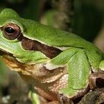 My Life as a Frog
