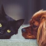 Your Pets Need an Emergency Plan, Too