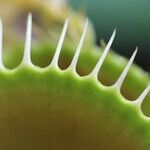 These 7 Plants Are Natural Repellents to Keep Fruit Flies Out of Your Home