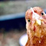 5 Genius Ways to Use Food-Grade Diatomaceous Earth