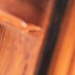 How Not To Get Rid of Wasps (And 7 Ways To Do It Safely)