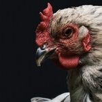 Chicken Labeling at the Supermarket: Prepare to Be Surprised