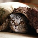 Smart Ways to Save Money on Pet Care