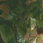 6 Houseplants That Are Really Hard to Kill