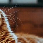 My Brother Causes My Cat to Get Me in Trouble