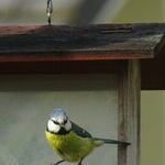 My Little Brother Is Planning to Start Shooting Squirrels