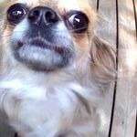 Stop by the Animal Shelter to Get a Pet