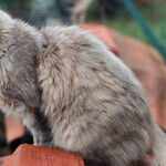 Pets are Prone to Tobacco Smoke Ills