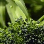 Mom Serves Broccoli Twice A Week