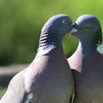 Many Negatives Haunt A Premarital Sexual Relationship