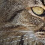 Animal Shelters Promise Excellent Care