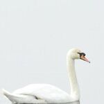 I Am an Ugly Duckling