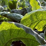 Smokeless Tobacco Causes Cancer