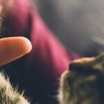 Hating Cats Not Suitable for a Family with One